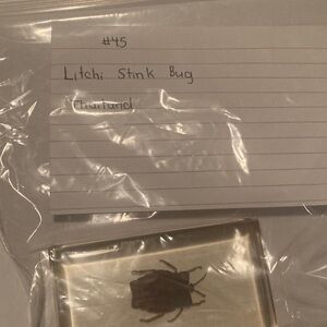 Litchi Stink Bug - Thailand